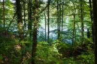 Vue depuis le chemin - Via Rhenana étape 4 - Suisse