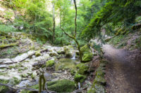 Sentier dans les Gorges de Twann