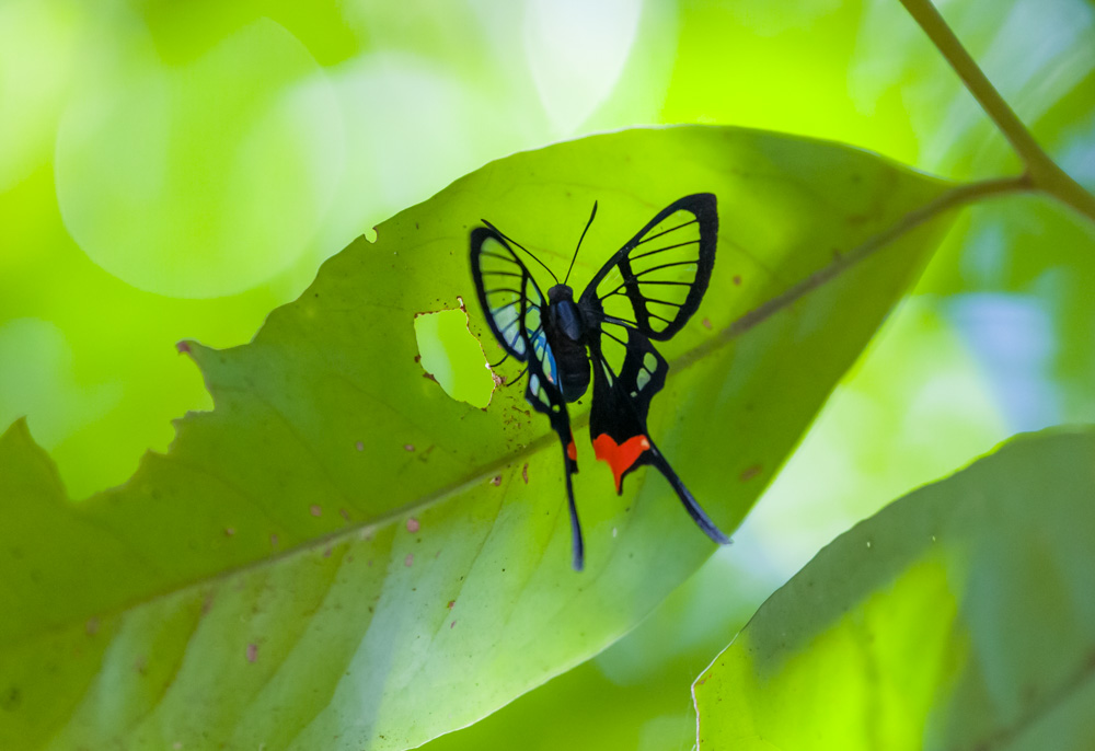 Papillon translucide