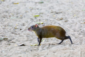 Agouti en balade