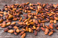 Fèves de cacao