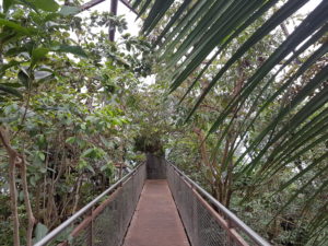 Pont dans la jungle