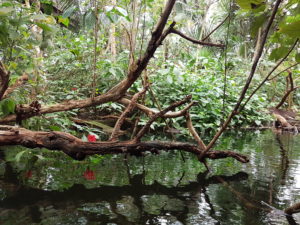 Cenote