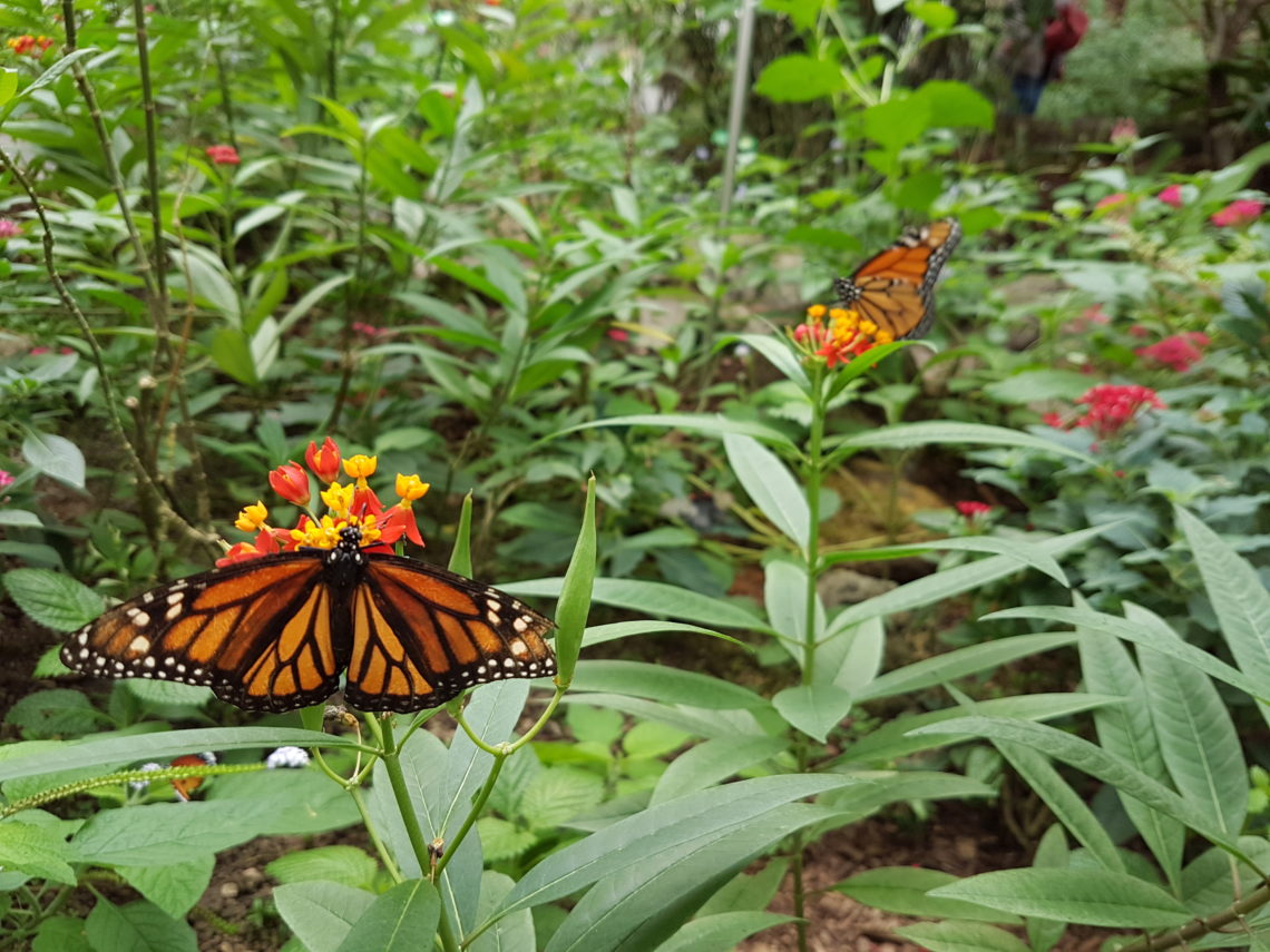 Papillon tropical