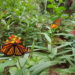 Papillon tropical
