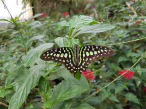 Papillon vert