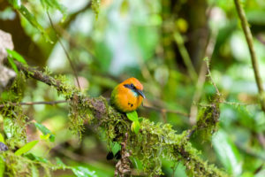 Motmot au Mistico Park