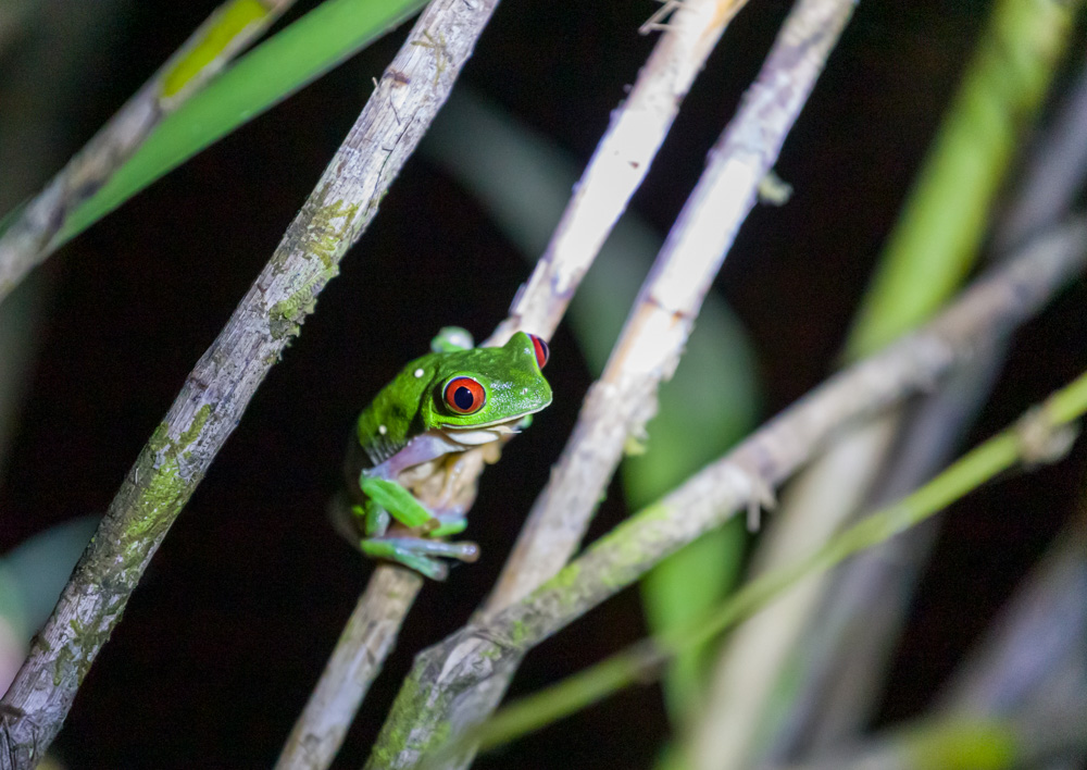 Grenouille aux yeux rouges