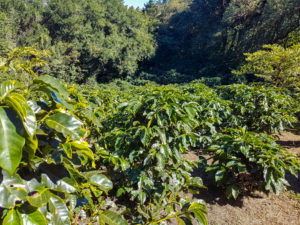 Plantation de café