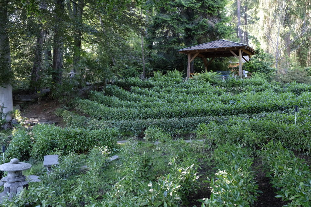 Plantation de thé et jardin zen du Monte Vertità